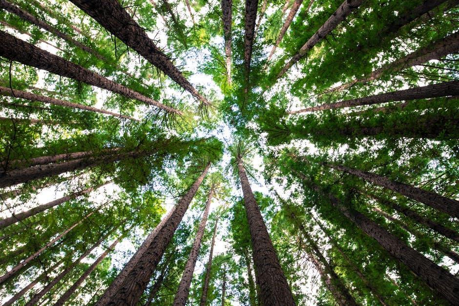 Timber Forest